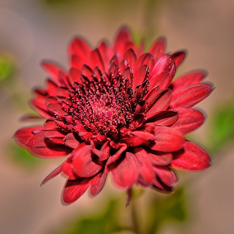Chrysanthemum