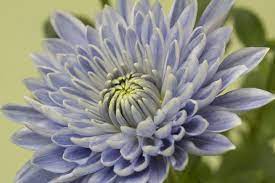 Chrysanthemum