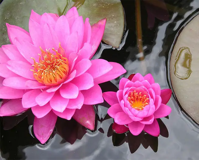 Lotus