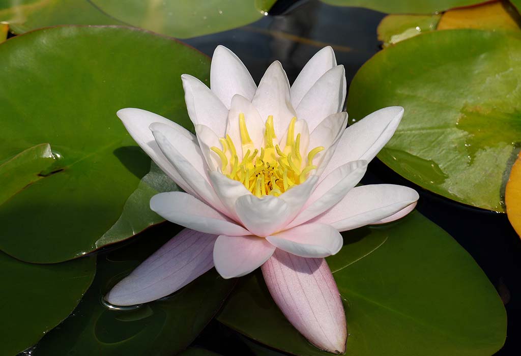 Lotus