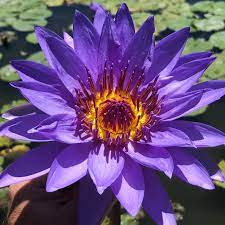 Lotus